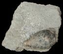D Cystoid (Holocystites) Fossil - Indiana #17278-2